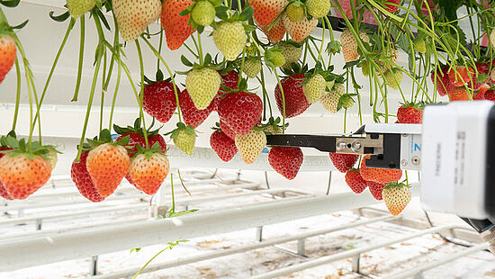 Greifer erntet Erdbeeren