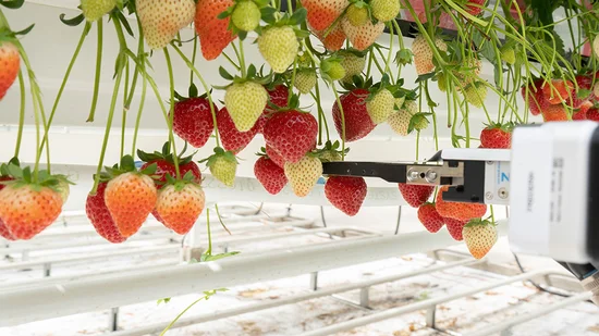 Greifer für Digital Farming Greifer erntet Erdbeeren
